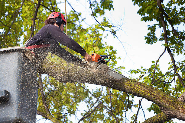 Best Best Tree Removal Services  in Barrett, TX